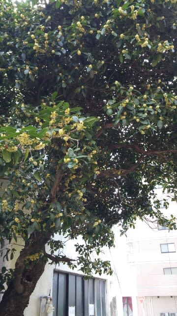 初秋の香り おでん おでん屋小坊主in熊本市 Starfruit Somewheres Kumamoto Osaka