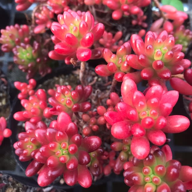 虹の玉 紅葉速報 多肉植物専門店ビスタ公式ブログ 埼玉県深谷市発