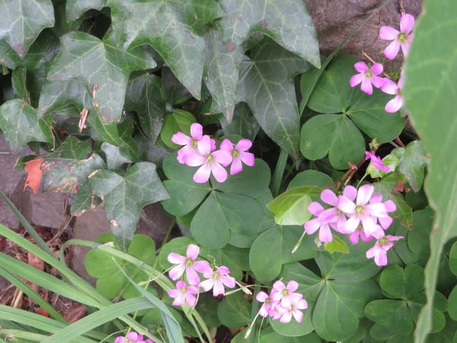 どこでもみかけるが イモカタバミに負けているムラサキカタバミ 野の花 庭の花