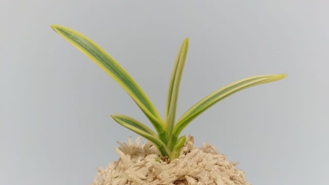 金閣 富貴蘭一直線 Precious Japan Orchid 伝統園芸植物生長記録 金閣 富貴蘭一直線 Precious Japan Orchid 伝統園芸植物生長記録