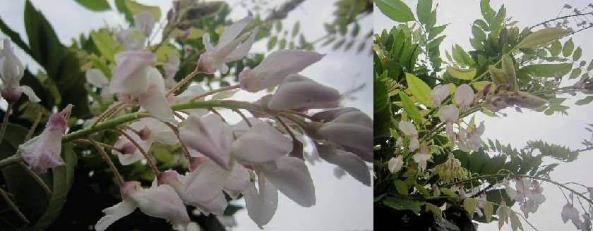 切り戻した白藤 夏藤 トキワシノブ 石化シノブ 糸繰草 Itokurisou のささやかな庭 新館 切り戻した白藤 夏藤 トキワシノブ 石化シノブ 糸繰草 Itokurisou のささやかな庭 新館