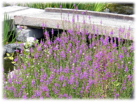 お盆の頃に咲く花 きれいな赤紫の小さな花がいっぱい 精霊花 ミソハギ 禊萩 日々是好日 とっつあんの雑記帳