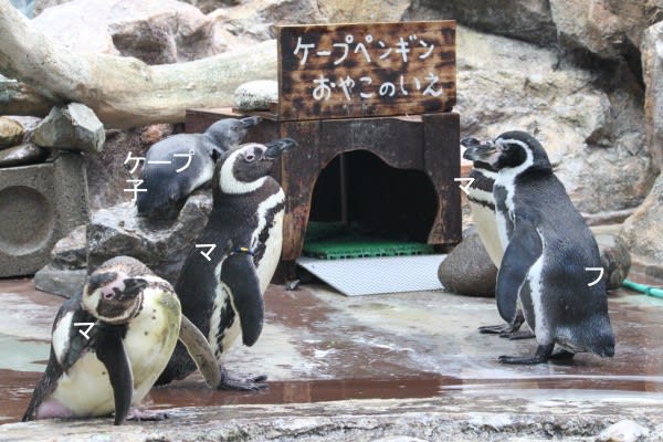 表示と異なるペンギン２ ペンギン音頭