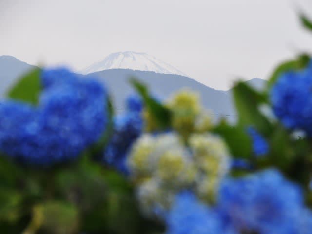 開成あじさい祭り13開花情報 満開 ハナアオイとスモークツリー 開成あじさい祭りシャトルバス 明日という日に向かって