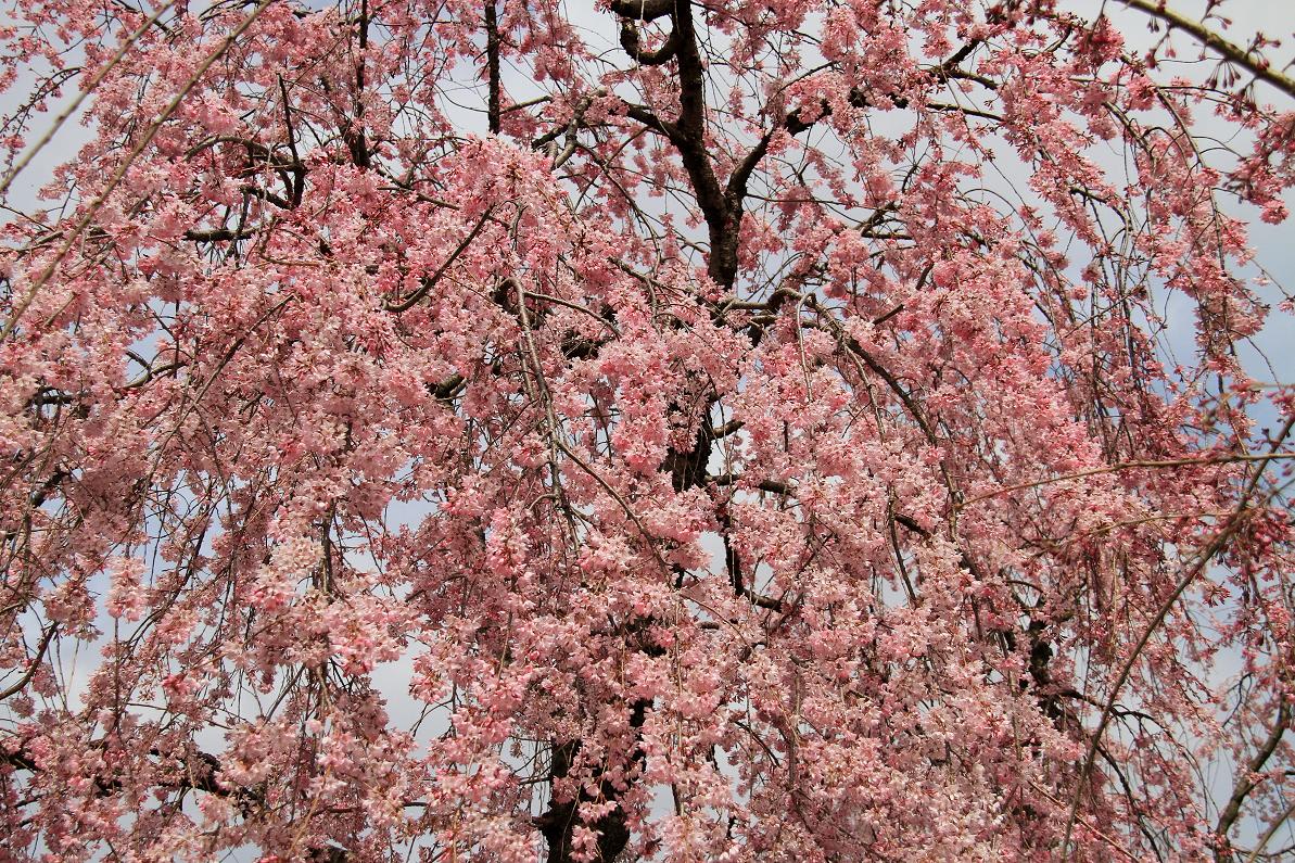 東谷山の八重紅しだれ桜の画像