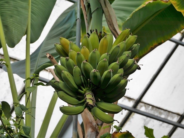 アイスクリームバナナ うっtと植物たち アイスクリームバナナ うっtと植物たち
