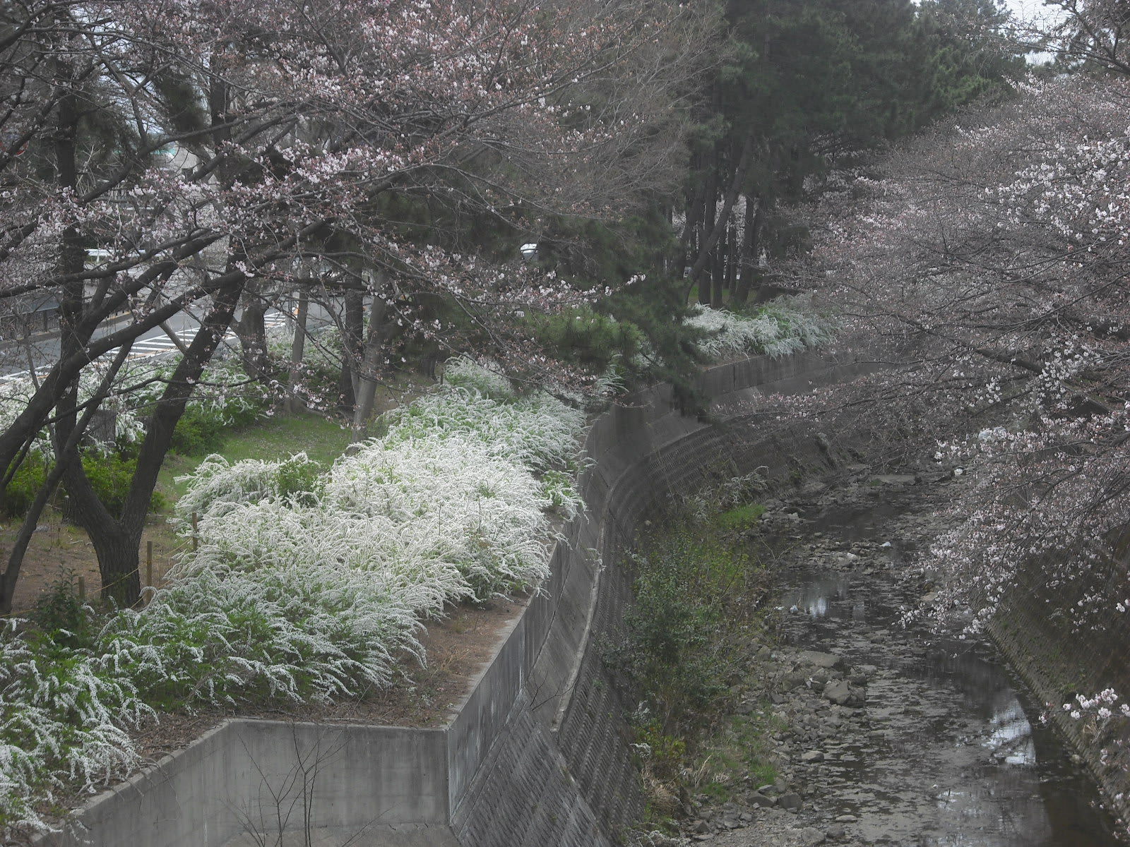 天竺川 思うまま 天竺川 思うまま