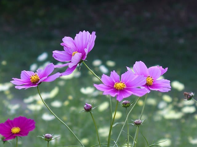 花占いの必勝法とは 庭先の四季