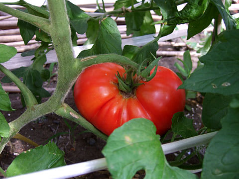 トマト一個って大体何グラムぐらいですか 黄昏れたフクロウ