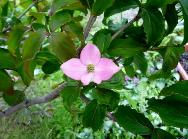 １月遅れのヤマボウシ 花言葉は 友情 立てば芍薬座れば牡丹踊る姿は薔薇の花