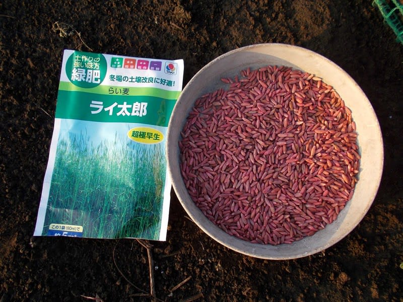 敷きワラのため らい麦 を播きました 畑 畑 畑 ２
