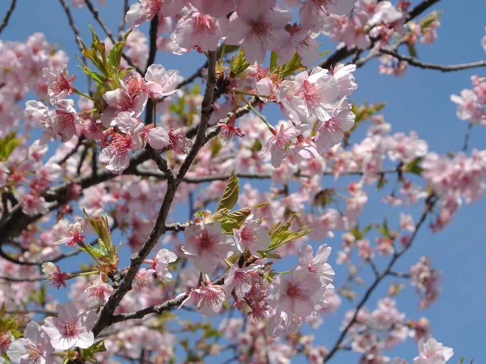 今年は桜祭りは中止でしたが 白子町まで河津桜を見に行きました 半谷範一の オレは大したことない奴 日記