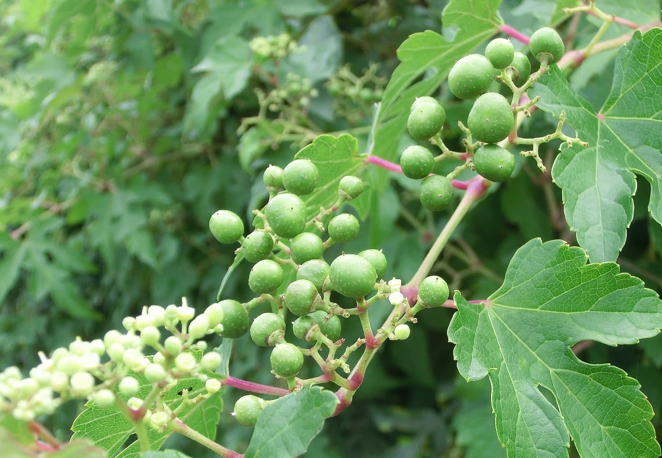 ノブドウ 野葡萄 ブドウ科 ひげ爺さんのお散歩日記 ノブドウ 野葡萄 ブドウ科 ひげ爺さんのお散歩日記