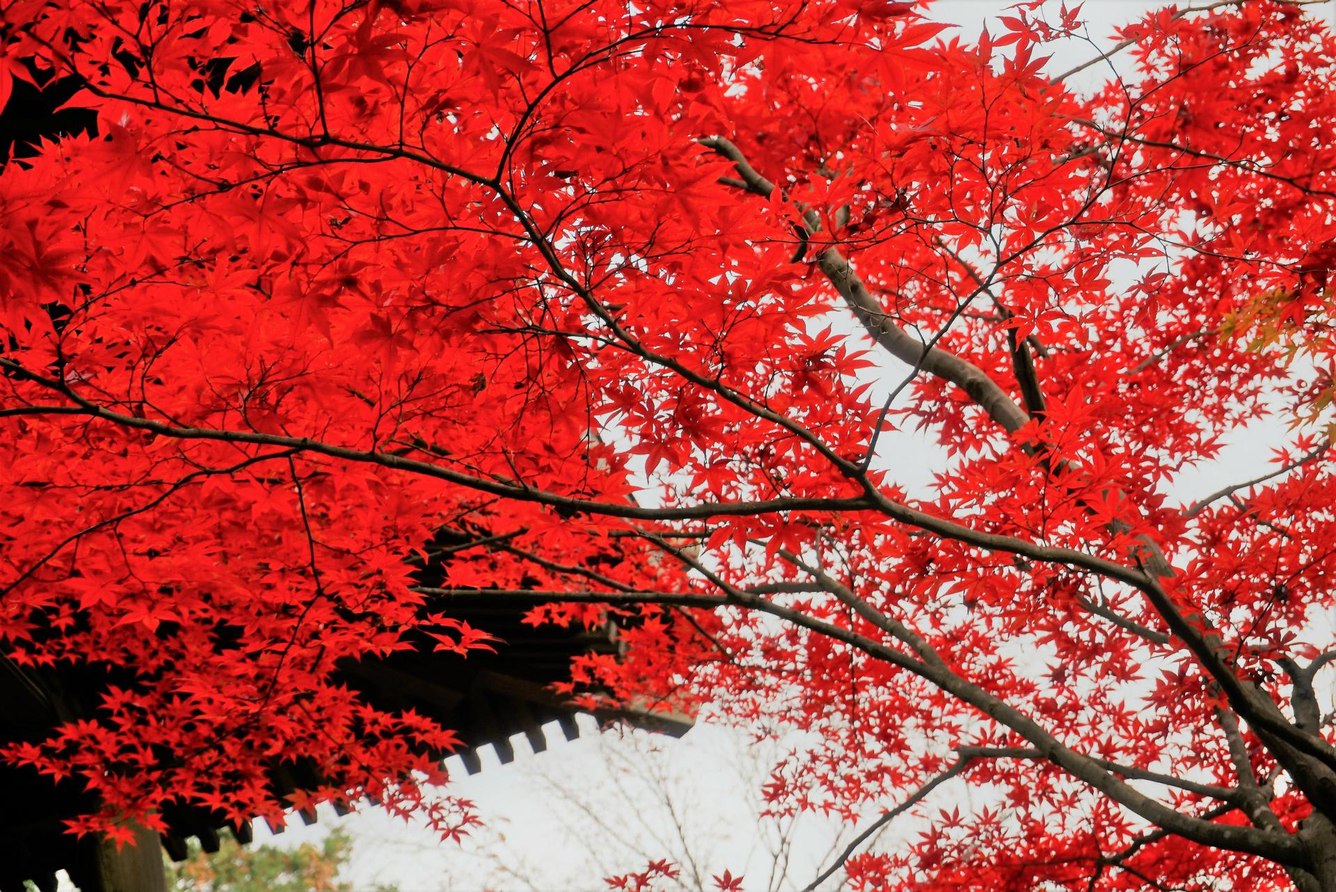 埼玉散歩 紅葉の平林寺 ヒマヒマノキ 心と言葉をとどけます