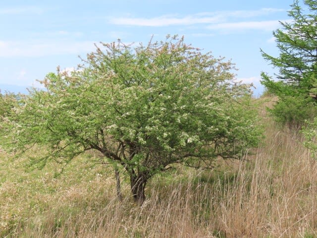 高ボッチ高原・鉢伏山で最近咲いている花　ズミ（酢実）