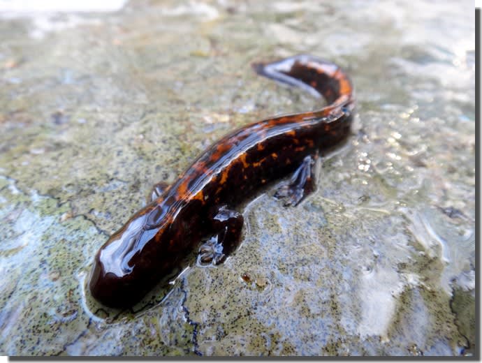 紅い宝石 ハコネサンショウウオを探して三千里 トトコレ 紅い宝石 ハコネサンショウウオを探して三千里 トトコレ