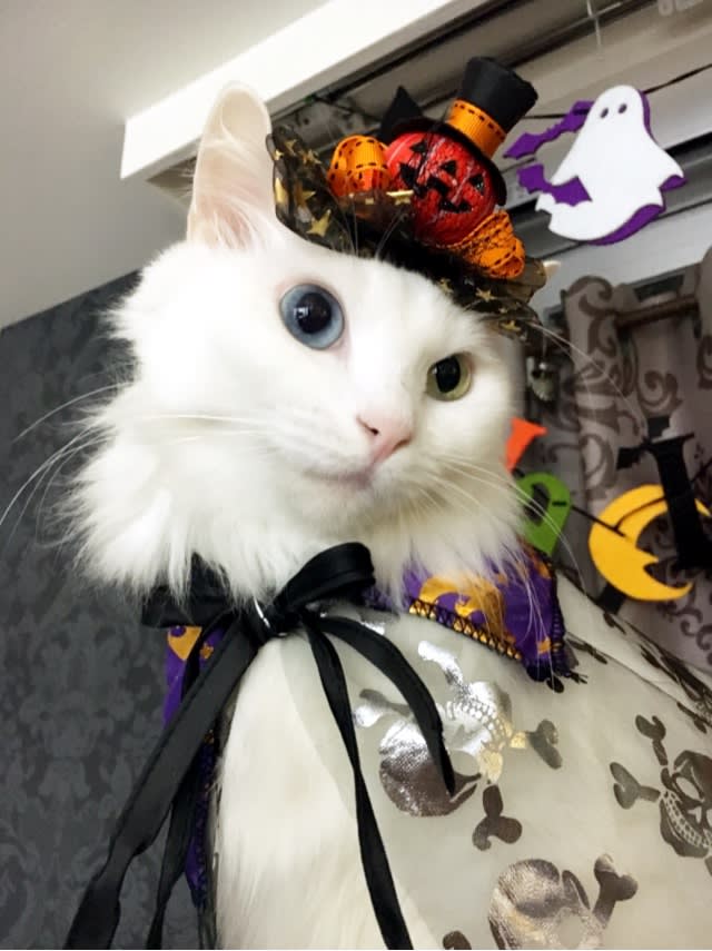 ハロウィン仮装 ハロウィンパンプキンハットバージョン Ikeaのペット用品見てきました ラムネときなこのキャッツな日常