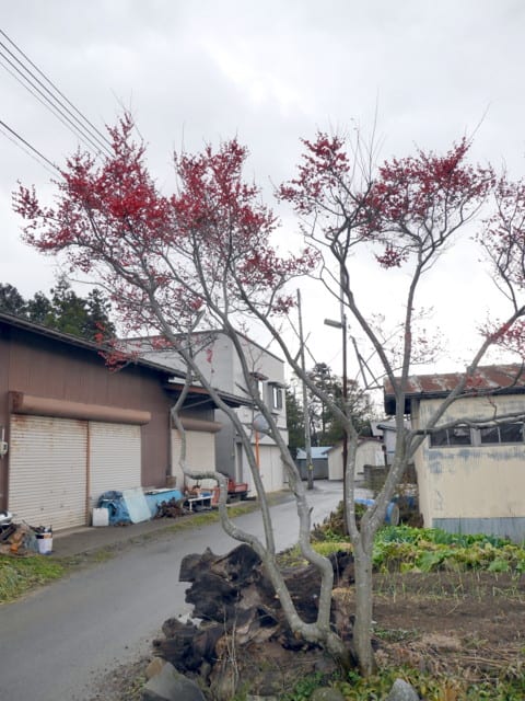 P1110370a