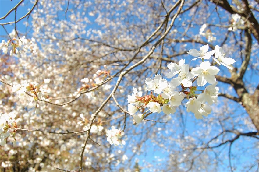 5月の白い桜 花蓮 ｓ Room