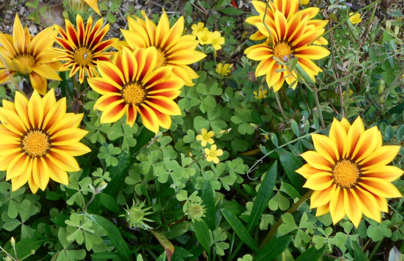 16年4月のブログ記事一覧 里歩き花めぐり 16年4月のブログ記事一覧 里歩き花めぐり