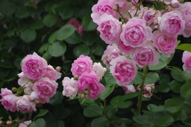 バラ ジャスミーナ ちゃんの剪定 小さな庭の花日記２