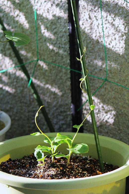 雲南百薬はいまの画像