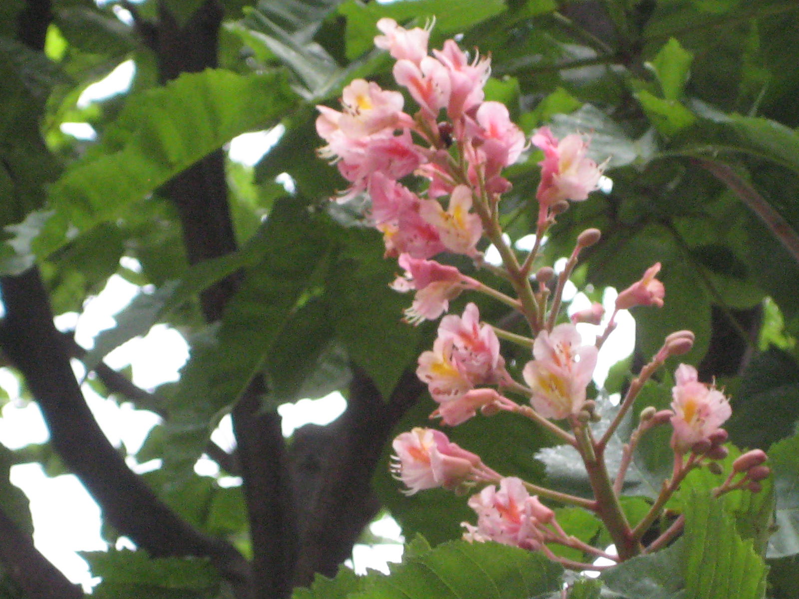 マロニエ セイヨウトチノキ 花熟里 けじゅくり の静かな日々