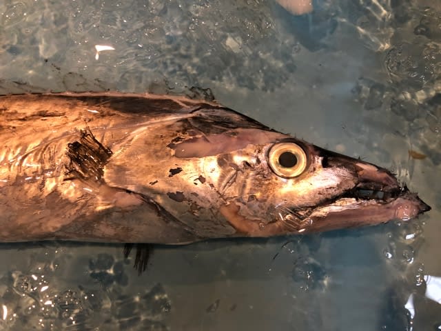 今日からフリース登場です 丸友しまかのお魚日記