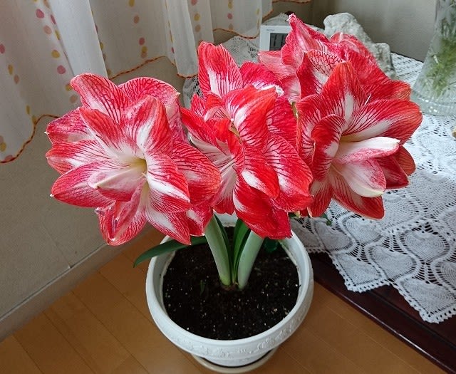 アマリリスが美しすぎる 花の数え方は カンレの日記