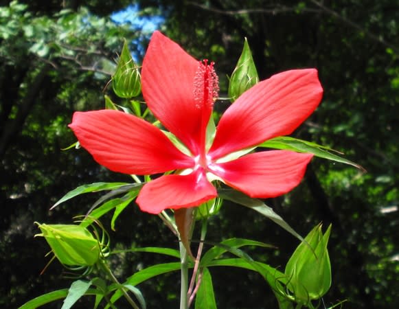 モミジアオイ 紅葉葵 夏の盛りにハイビスカスに似た鮮やかな紅花 く にゃん雑記帳