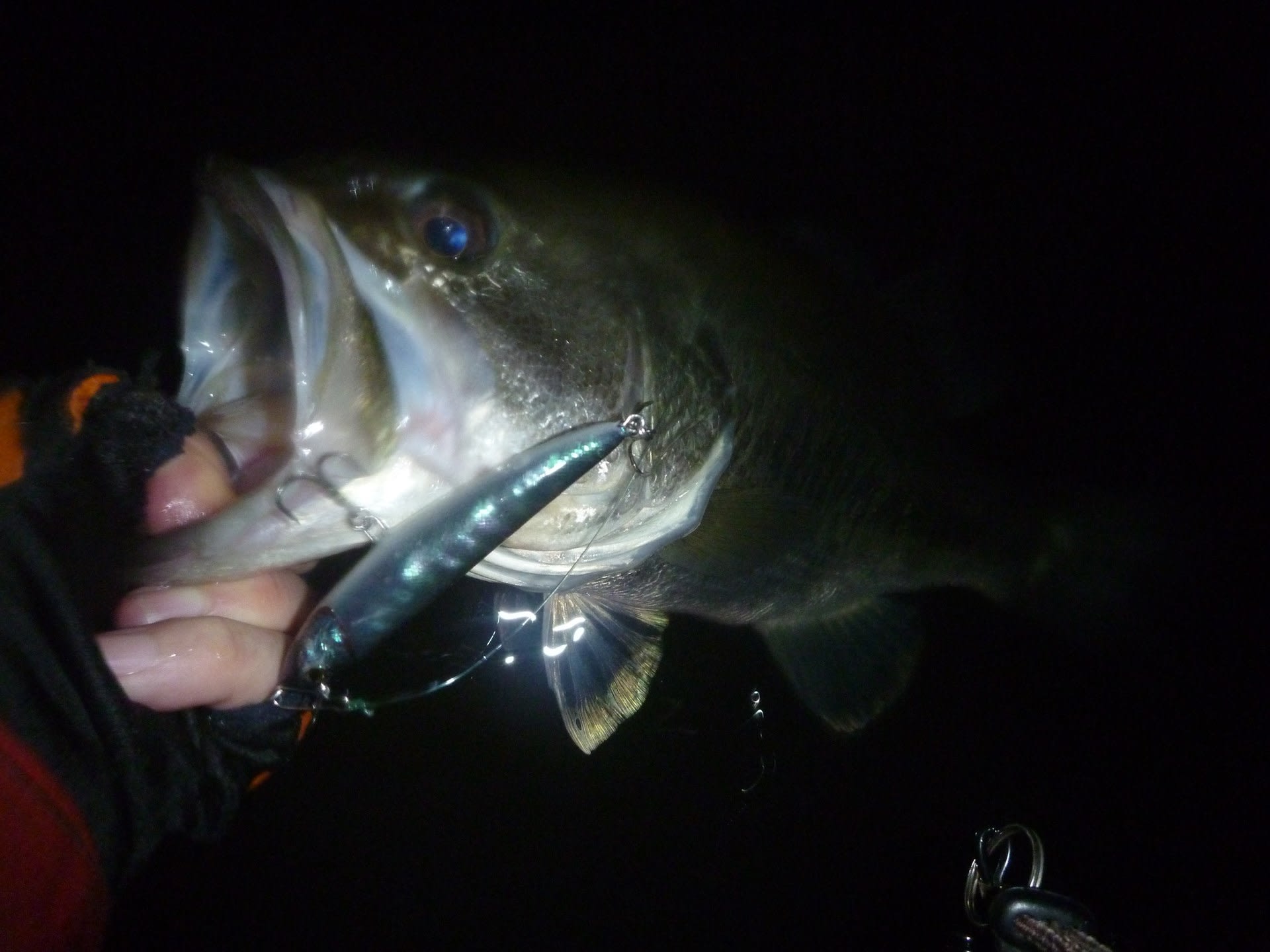 琵琶湖トップウォーターバス釣り日記