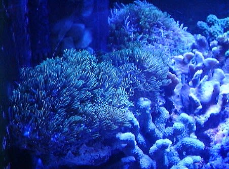 サンゴの寿命を考える 海の物語 ホームマリンアクアリュウム