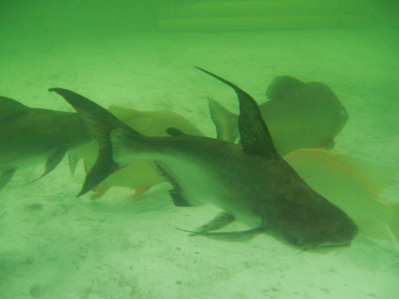 パールンvsアリゲーターガー 大型魚飼育 In 神秘の国インドネシア