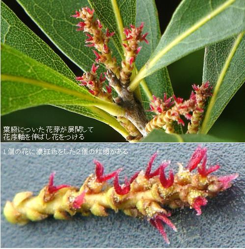ヤマモモ 山桃 雄株の雄花と雌株の雌花 里山コスモスブログ ヤマモモ 山桃 雄株の雄花と雌株の雌花 里山コスモスブログ