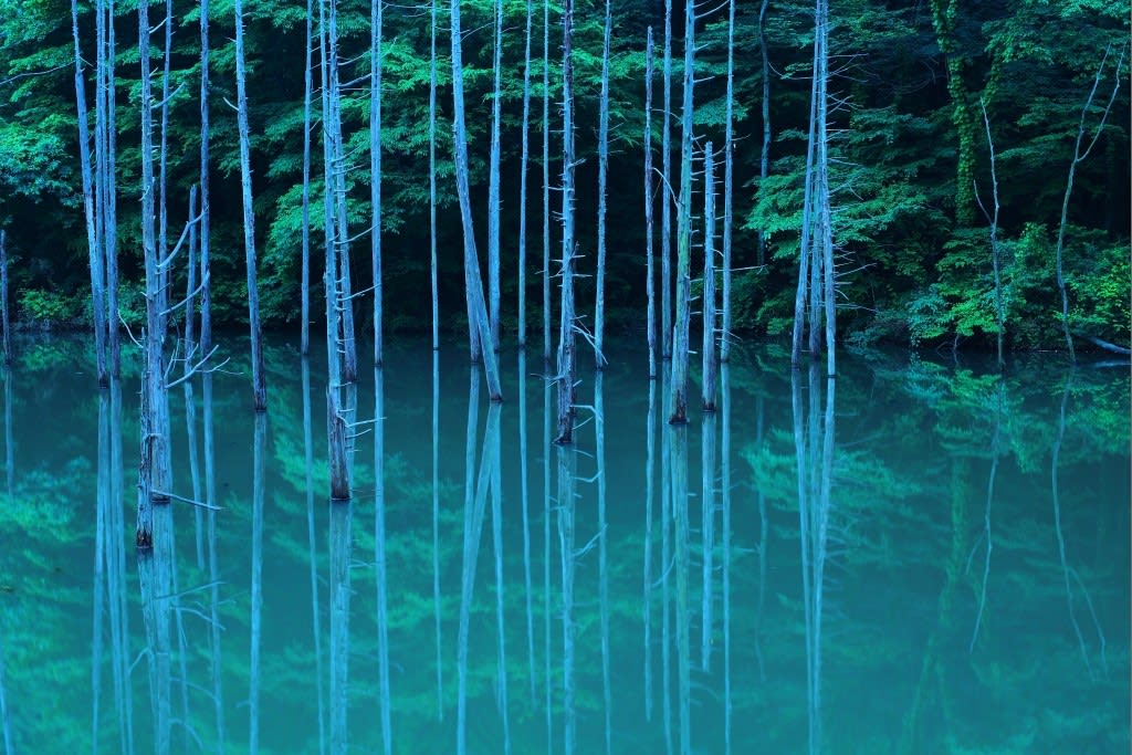 大田切池(立ち枯れ)の写真