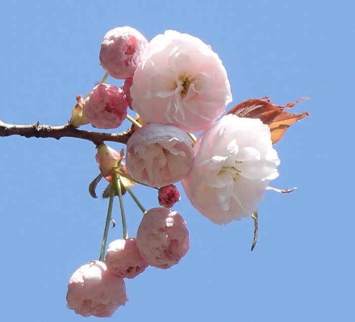 八重咲の白い桜 桜散歩 都内散歩 散歩と写真