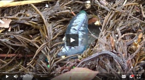 由比ヶ浜で不思議な生物を発見 青いバルーンが動いている 鎌 倉 発 見