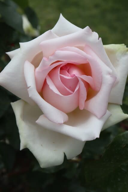淡い桜色の端正なバラ「ミ・セレッソ」（春薔薇シリーズ 21-031
