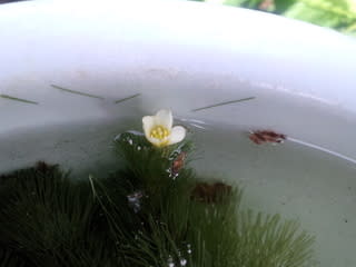 水槽に花 ２つ Alahas