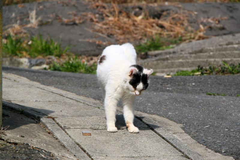 田代島 3 ハートのしっぽ ねこ日和 我輩はノラである