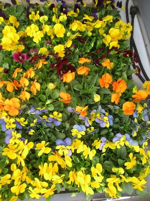 ビオラ苗 パンジー苗 ガーデンシクラメン苗を入荷致しました 花壇植え用 神奈川県 茅ケ崎市の花屋 さんこう生花店 のgooブログ