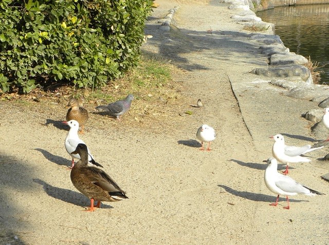 野鳥の餌付けは禁止 写真は楽しい