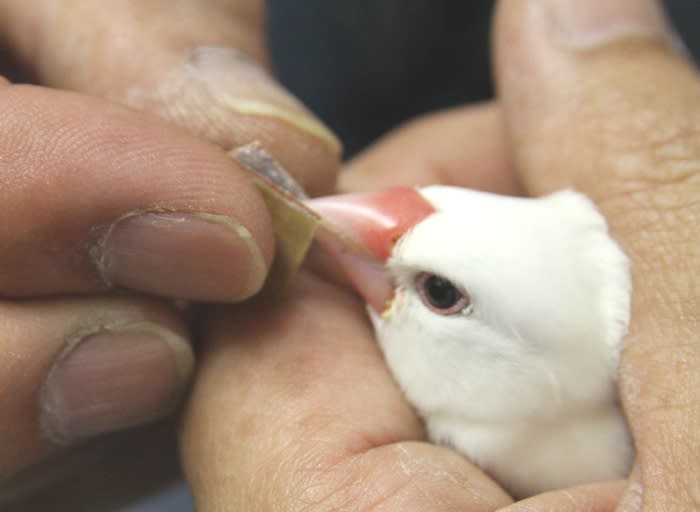 クチバシを研ぎました 白文鳥キティとベランダ園芸