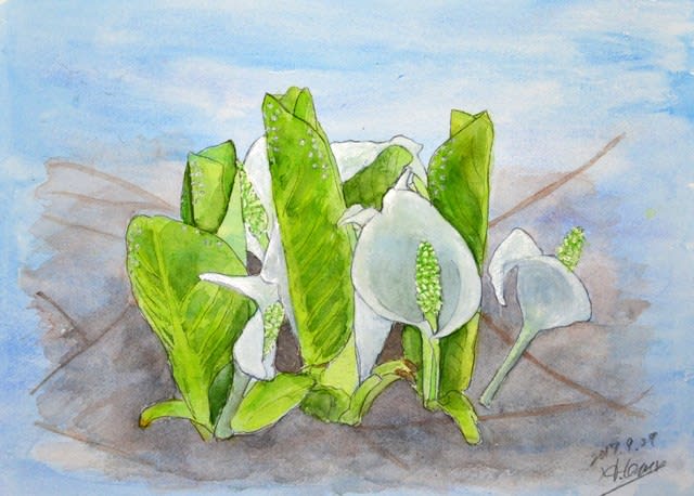 水彩画(94):水芭蕉 - yuyu-tantan blog (悠々-坦々 ブログ) 水彩画(94):水芭蕉 - yuyu-tantan blog (悠々-坦々 ブログ)