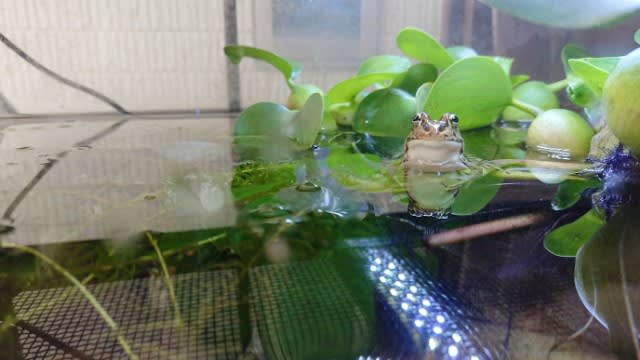 ホテイ草とアブラ虫 どぶがいの屋外アクア