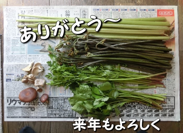 今季最後の山菜採りに行ってきた ー チックの道草 きのこ