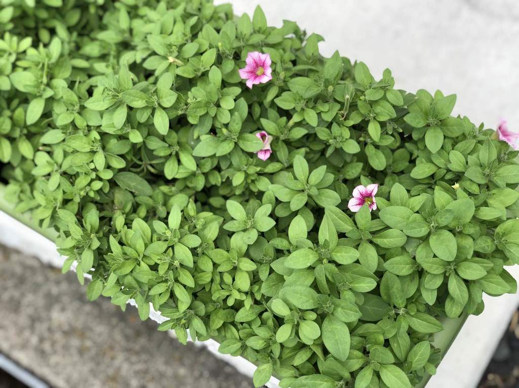 花いっぱいプランター活動 切り戻しから10日 雑木と宿根草とクレマチスの小さな庭づくり 花いっぱいプランター活動 切り戻しから10日 雑木と宿根草とクレマチスの小さな庭づくり