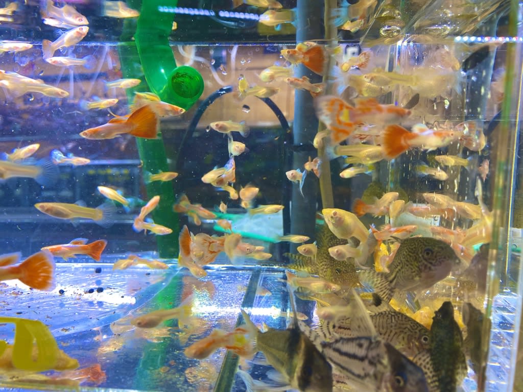 アルビノグッピー 熱帯魚店モンスターアクアリウム 川口店 買取販売情報
