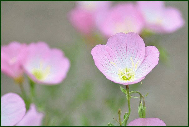 大きな薄ピンク色の花が 花咲爺やの気まぐれ通信