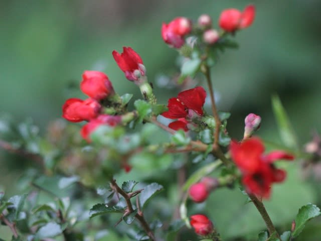 長寿梅 八房性ボケ の花 リョウブの花と桔梗の蕾 山野草愛好の東松塚山